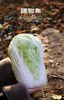 疆物集·新疆博湖白菜 🥬  雪山融水滋养的本味鲜蔬8斤 口感鲜嫩  美味可口 商品缩略图4