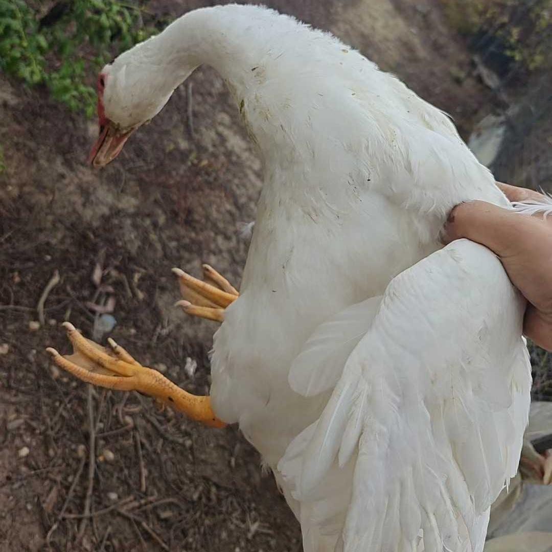 周五发货！【开化农场的土鸭】果之澜农业自养！白番鸭品种，无饲料、无激素、无抗生素，吃玉米、甜瓜、米糠等纯粮喂养，自然生长！开化公司杀好发货，按斤计费，江浙沪顺丰包邮~