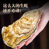 乳山牡蛎 乳山生蚝 国家地理标志产品 五斤装（京东快递发货） 商品缩略图5