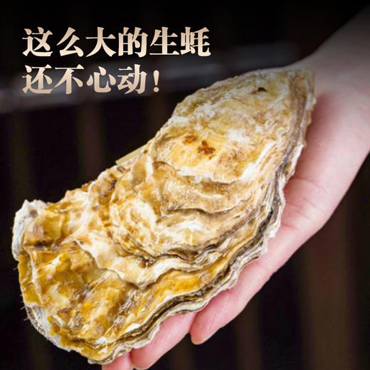 乳山牡蛎 乳山生蚝 国家地理标志产品 五斤装（京东快递发货） 商品图5