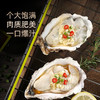 乳山牡蛎 乳山生蚝 国家地理标志产品 五斤装（京东快递发货） 商品缩略图2