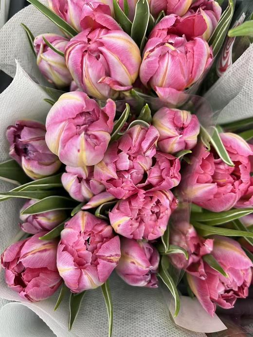 国产郁金香合集 商品图11