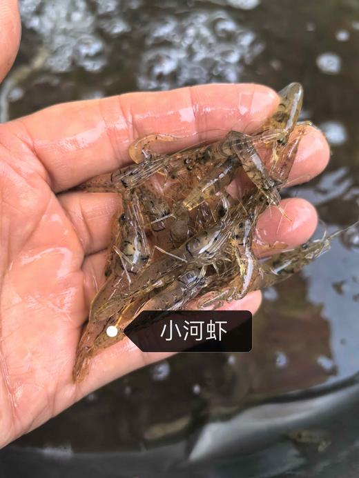 安叶家自产野生小河虾 商品图2