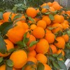 【爱媛38号果冻橙】果园直采，现摘现发，现在爱媛口感已到峰期，果味浓郁，自然果酸，一撕即开，果肉晶莹剔透，香甜美味，咬一口，爆珠口感，满满橙汁，水分超足~ 商品缩略图1