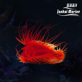 火焰贝