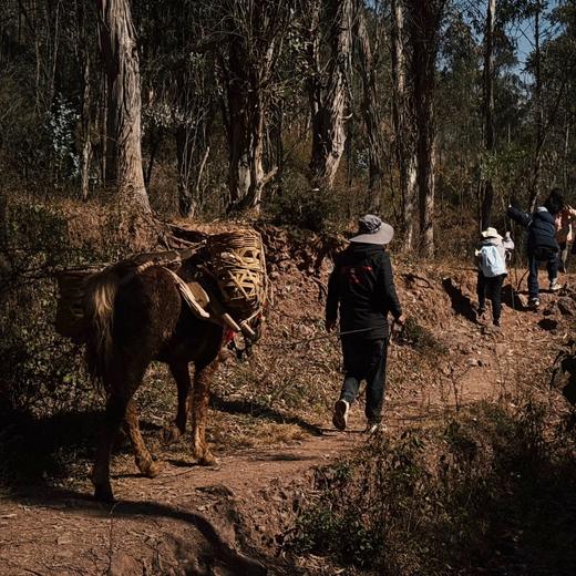 何以茶马古道，从腾冲到大理的人文传奇新生【理想国】 7天6晚 商品图7