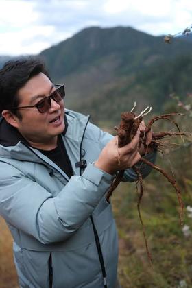 【丽江野当归、野党参】生晒 海拔3200m 香味浓郁  补而不燥