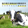 荷高（Globemilk）荷兰原装进口3.7荷兰官方草饲全脂纯牛奶200ml*24早餐整箱送礼 商品缩略图0