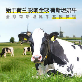 荷高（Globemilk）荷兰原装进口3.7荷兰官方草饲全脂纯牛奶200ml*24早餐整箱送礼