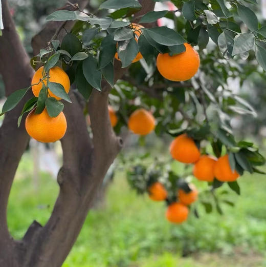 老树高山果品质爱媛38号果冻橙 5斤/8斤装  （8甜2酸） 商品图2