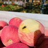 可以连皮啃的高原苹果【洛川苹果】 原生态种植 晒出高原红 蜂蜜授粉 果肉丰厚 商品缩略图12