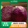 生态紫甘蓝 | 营养丰富 | 石嫣农场 * Eco-friendly Red Cabbage 商品缩略图0