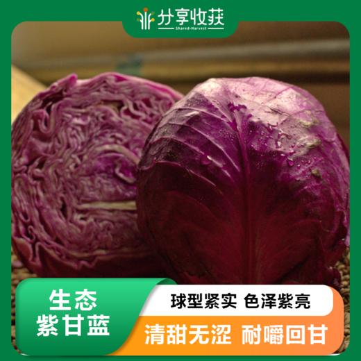 生态紫甘蓝 | 营养丰富 | 石嫣农场 * Eco-friendly Red Cabbage 商品图0