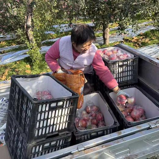 山西膜袋红富士苹果，脆嫩多汁、甜润回甘 商品图6