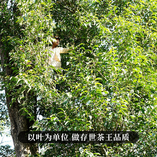 11月20日中午12点【班章王单株】【蕞后一年分享】2025年春茶勐海茶区班章王巧合之约绝佳品质，100克/饼 商品图2