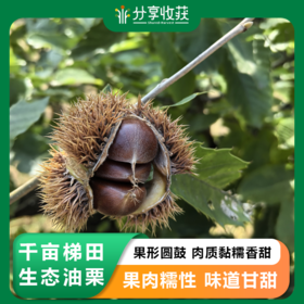 千亩梯田生态油栗 黏糯香甜 肉厚味甜
