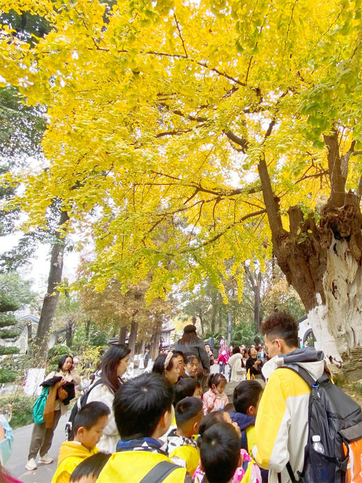 12.13/12.21❗跨越千年之约🍁【“又到杏黄时”银杏主题半日游学】 🍁落叶飘舞，满地金黄 🌳唐代千年银杏生长、季相分析，结构观察分析，可以吃的博物课 🎨打开五感寻找秋季色盘，感受生命美好 商品图1