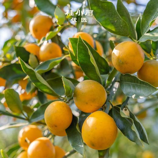 融安金桔（滑皮品种，脆爽香甜） 商品图5