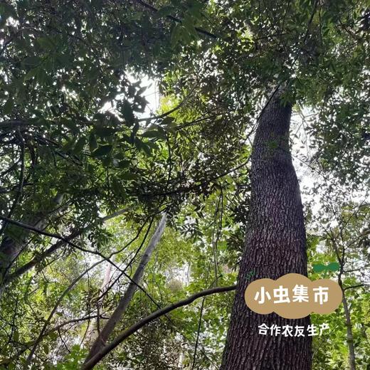 【新品上架】生态酸枣糕系列 （原味/百香果/紫苏）| 合作农友生产，来自福建南平，生产者：黄璇 ＆【公平贸易农人定价】 商品图9