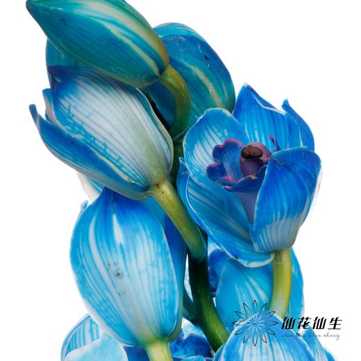 大花蕙兰 | 吸色天空蓝【人工吸色，有色差，慎重下单】 商品图3
