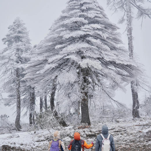 12.26-28/1.1-3元旦两期｜云南迪庆孔雀山雪景徒步3天2晚，白色森林/白马雪山/孔雀山高山湖泊/日照金山，趣野星球摄影领队带队小团！ 商品图2