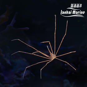 美国蜘蛛蟹/箭蟹