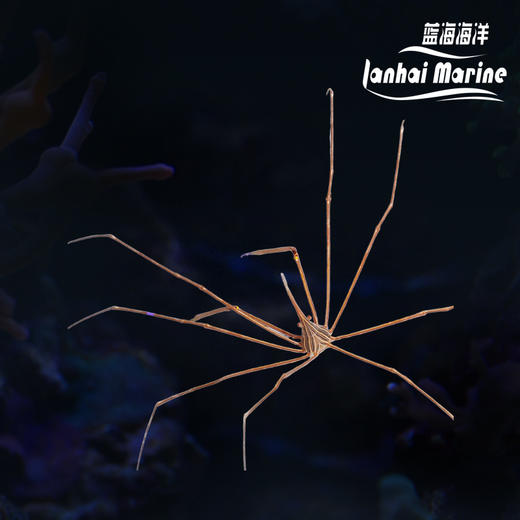 美国蜘蛛蟹/箭蟹 商品图0