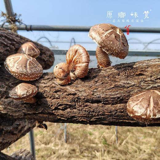 小空山有机段木香菇（基地直发-中通包邮）|1斤、2斤装，来自河南南召，生产者：李鹏【合作生产，公平贸易】 商品图8