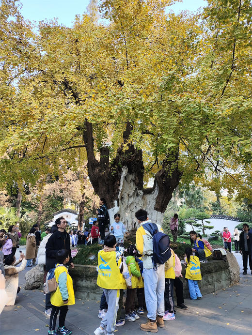 12.13/12.21❗跨越千年之约🍁【“又到杏黄时”银杏主题半日游学】 🍁落叶飘舞，满地金黄 🌳唐代千年银杏生长、季相分析，结构观察分析，可以吃的博物课 🎨打开五感寻找秋季色盘，感受生命美好 商品图7