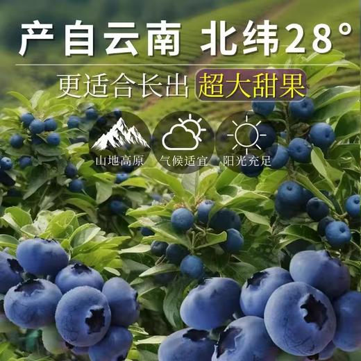 云南现摘蓝莓 果肉饱满 酸甜浓郁 高山生态新鲜水果 商品图5