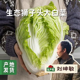 生态狮子头大白菜 4.5斤 | 合作农友生产，产自山东菏泽，生产者：刘坤敏 *【公平贸易农人定价】
