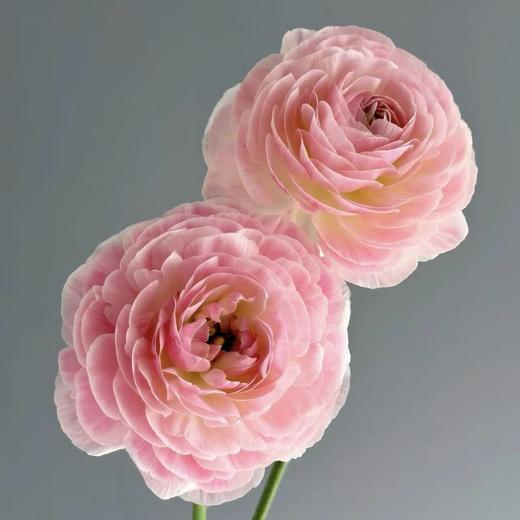 日系丨精灵洋牡丹丨10支【稀有】 商品图1