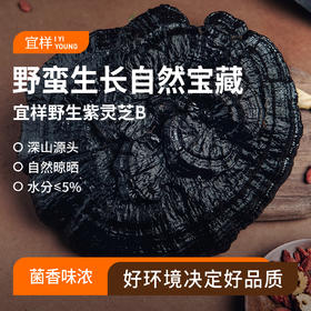 宜样|整株紫灵芝A款/B款