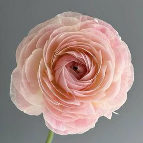 日系丨精灵洋牡丹丨10支【稀有】