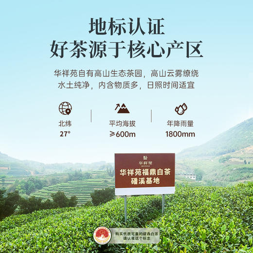 【赠焖杯】华祥苑-福鼎白茶寿眉小方片105g*2盒 商品图4