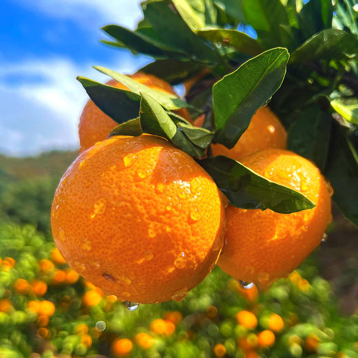 『正宗临海涌泉蜜桔』皮薄肉嫩，汁多化渣，甜蜜细腻，色泽亮丽 商品图10