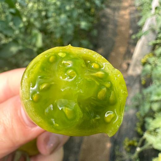 青甜小番茄【顺丰发货】 商品图0