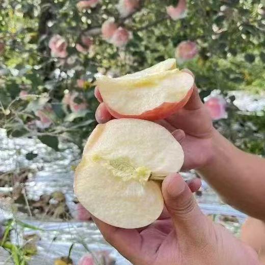 山西膜袋红富士苹果，脆嫩多汁、甜润回甘 商品图4