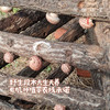 小空山有机段木香菇（基地直发-中通包邮）|1斤、2斤装，来自河南南召，生产者：李鹏【合作生产，公平贸易】 商品缩略图1