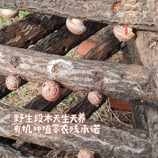 小空山有机段木香菇（基地直发-中通包邮）|1斤、2斤装，来自河南南召，生产者：李鹏【合作生产，公平贸易】 商品图1