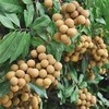 泰国鲜龙眼 饱满肉厚 无渣甜润 进口应季鲜果 商品缩略图1