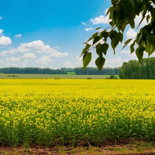 神农唛有机浓香菜籽油礼盒装 物理压榨食用油伴手礼900ml*2瓶 商品图3