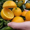 湖南麻阳冰糖橙 当季现摘 皮薄多汁 纯甜无酸橙子 商品缩略图2
