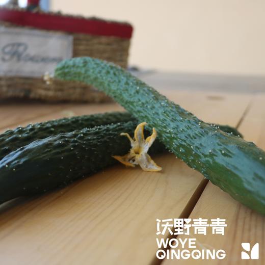青青自产有机刺黄瓜/玉女黄瓜 3斤 基地发货 顺丰包邮 商品图5