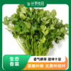 生态香菜 | 调味必备 | 石嫣农场 商品缩略图0