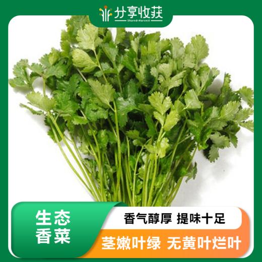 生态香菜 | 调味必备 | 石嫣农场 商品图0
