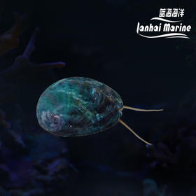 食苔鲍鱼