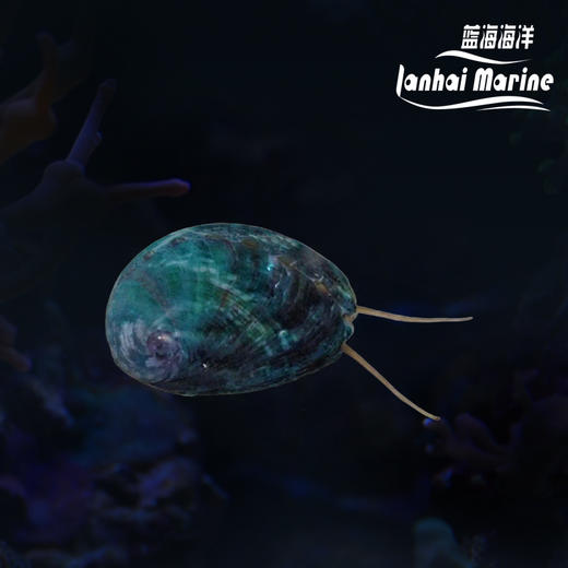 食苔鲍鱼 商品图0