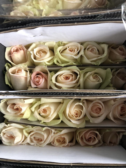 玫瑰·白荔枝 商品图2