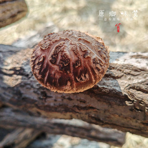 小空山有机段木香菇（基地直发-中通包邮）|1斤、2斤装，来自河南南召，生产者：李鹏【合作生产，公平贸易】 商品图7